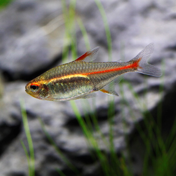 glowlight tetra