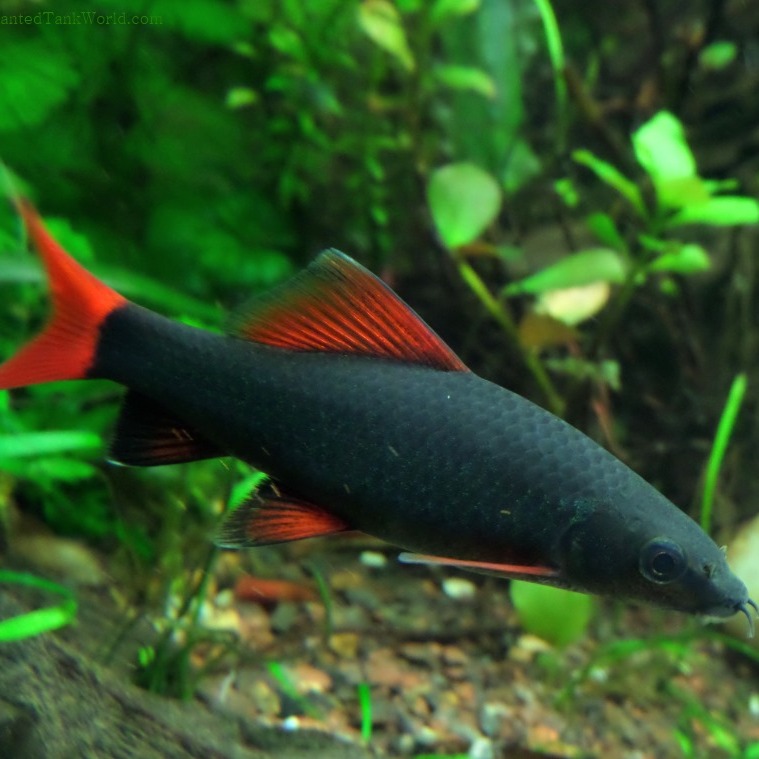 Psaria Enydreioy Rainbow Shark