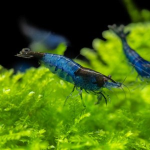 Blue-Rili-Shrimp