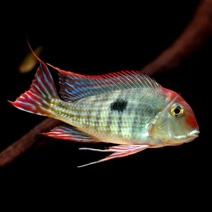 Geophagus-orange-head