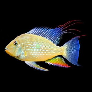 Heckels-Threadfin-Acara-Cichlid-Acarichthys-heckelii