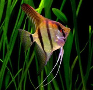 Pterophyllum-Scalare-Angelfish-common