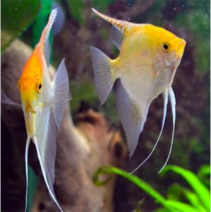 Pterophyllum-Scalare-Golden-Angelfish