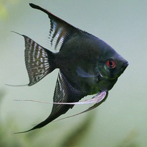 angelfish-black