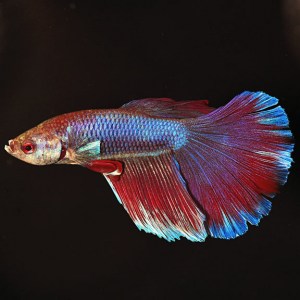 betta-super-delta9