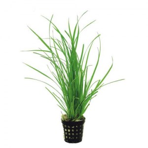 cyperus-helferi-bluefish