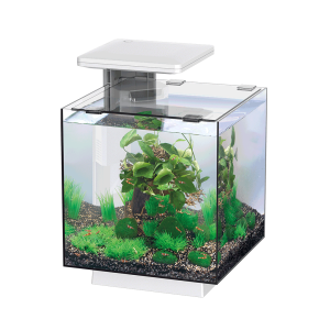 enydreio-superfish-qubiq-15-white-bluefish-aquariums