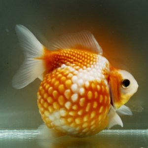 golfish-pearlscale1