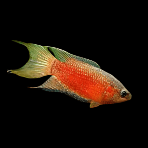 gourami-Red-Paradise-Fish