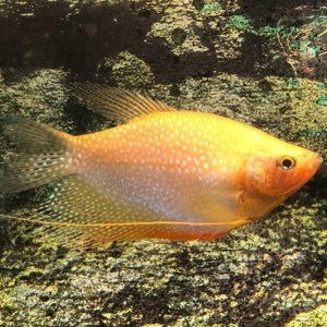 gourami0golden-pearl