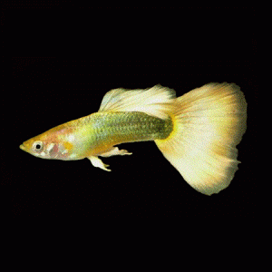 guppy-german-yellow