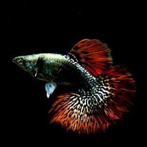 guppy-red-mosaic