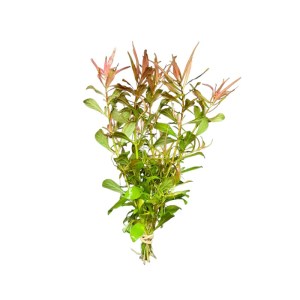 ludwigia-arcuata