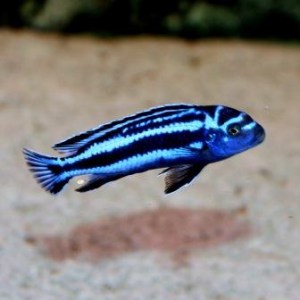 melanochromis-maingano