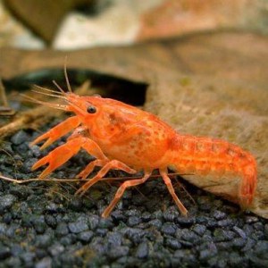 mexican-dwarf-crayfish-lobster