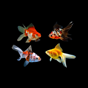 oranda-mix3