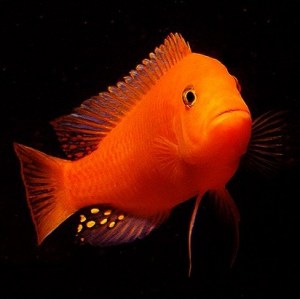 pseudotropheus-zebra-red