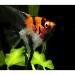 pterophyllum-scalare-Panda-Red-Head