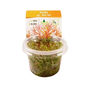 rotala-yao-yai-fita-enydreiou9