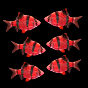 tiger-barb-red-starfire